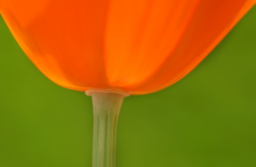 poppy-stem.jpg