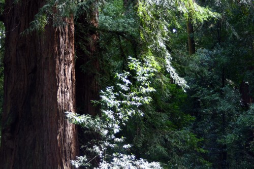redwoods.jpg