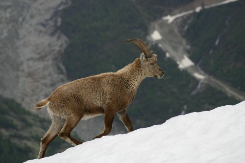 bouc1.jpg