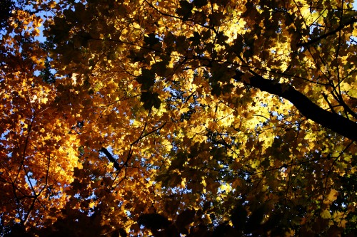 brightleaves.jpg