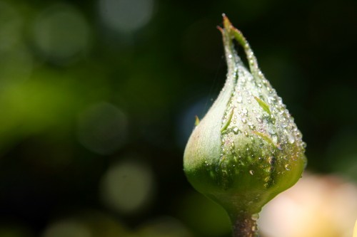 bud.jpg