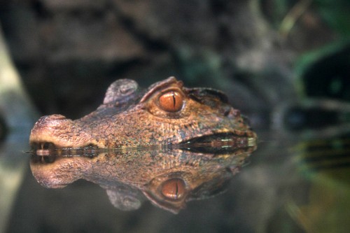 cayman.jpg