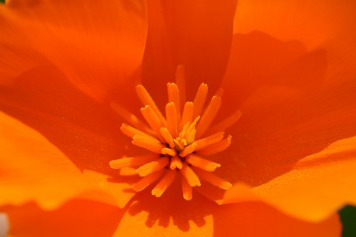 center-poppy-close.jpg