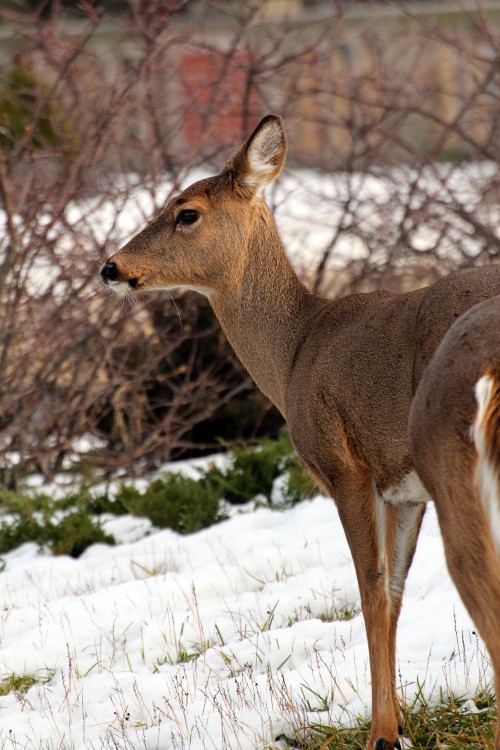 Deer-080-copy.jpg