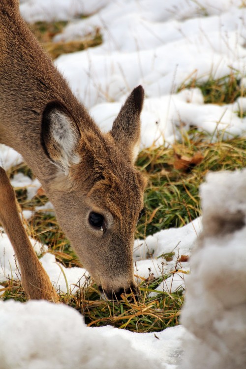 Deer-082-copy.jpg