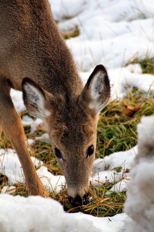 Deer-083-copy.jpg