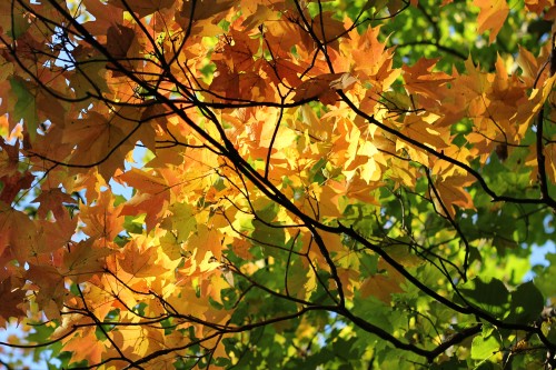 Fall-leaves-138-copy.jpg