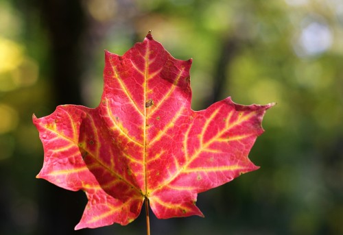 Fall-leaves-168-copy.jpg