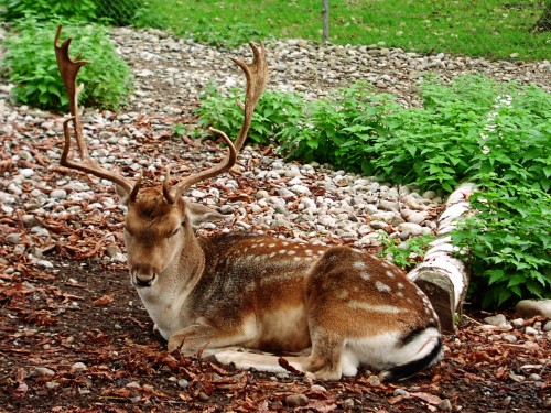 deer-copy.jpg
