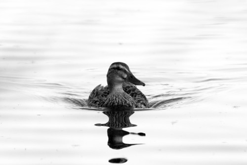 duckbw-copy.jpg