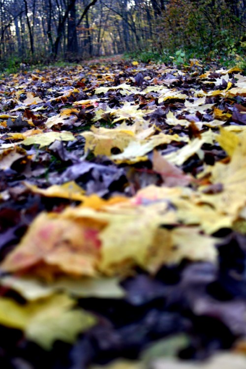 fall-leaves.jpg