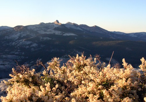 flowers_001.jpg