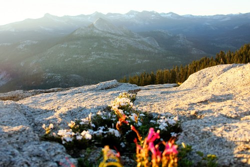 flowers_003.jpg