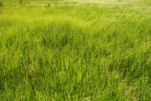 grass_002.jpg