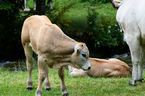 IMG_1008-copy.jpg