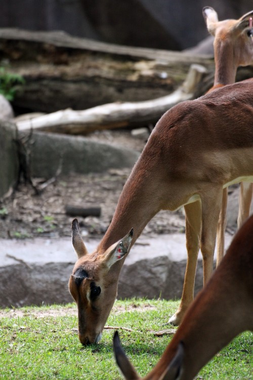 Milwaukee-Zoo-011-copy.jpg