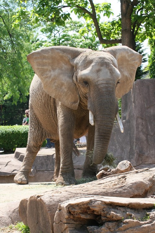 Milwaukee-Zoo-046-copy.jpg