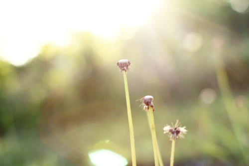nature002.jpg