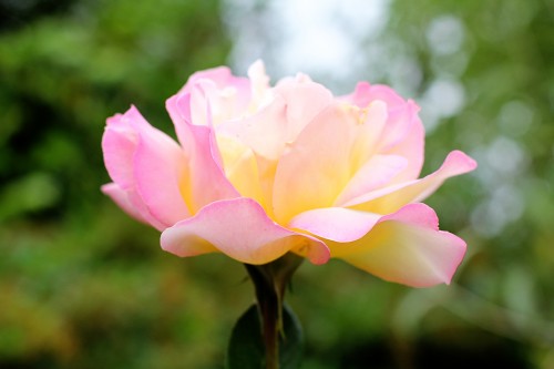 nature010.jpg