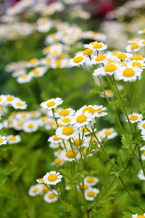 nature011.jpg