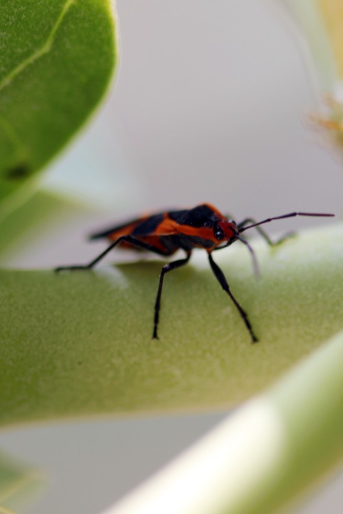 nature021-678804593.jpg
