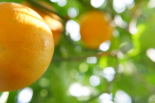 orange-summer.jpg